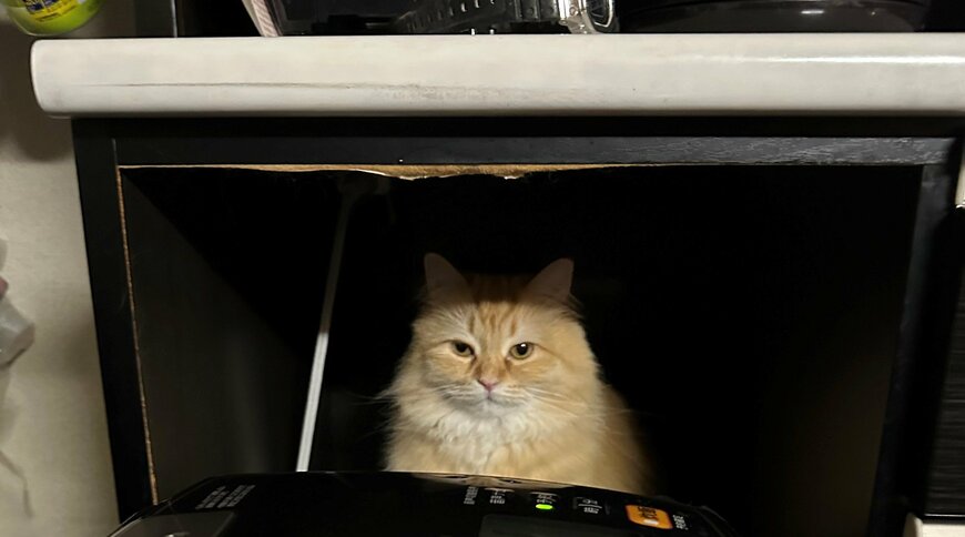 出所：@NEKOLAND13