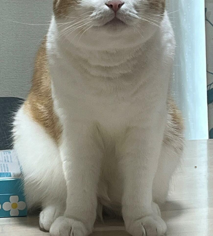 出所：@torotolo106106