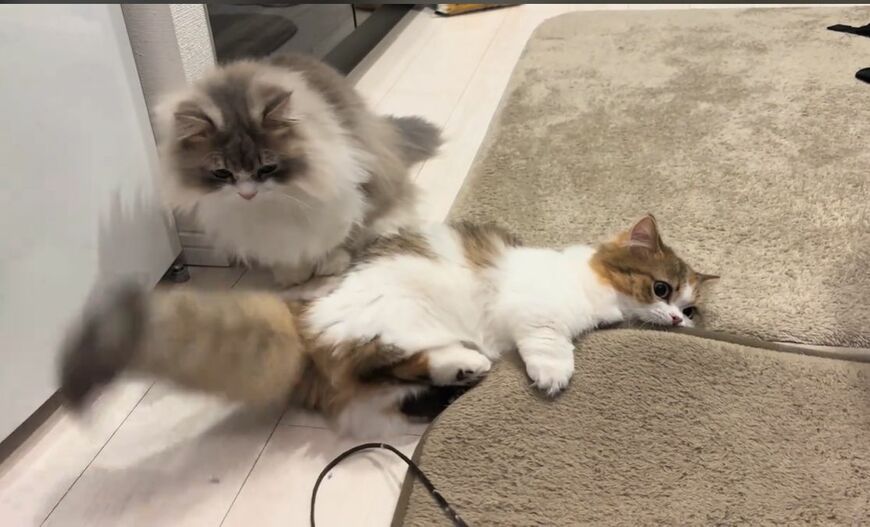 【ニャにしてんだ…】マットで遊ぶ妹猫を不思議そうに見つめる兄猫　困惑の表情に思わず笑っちゃう