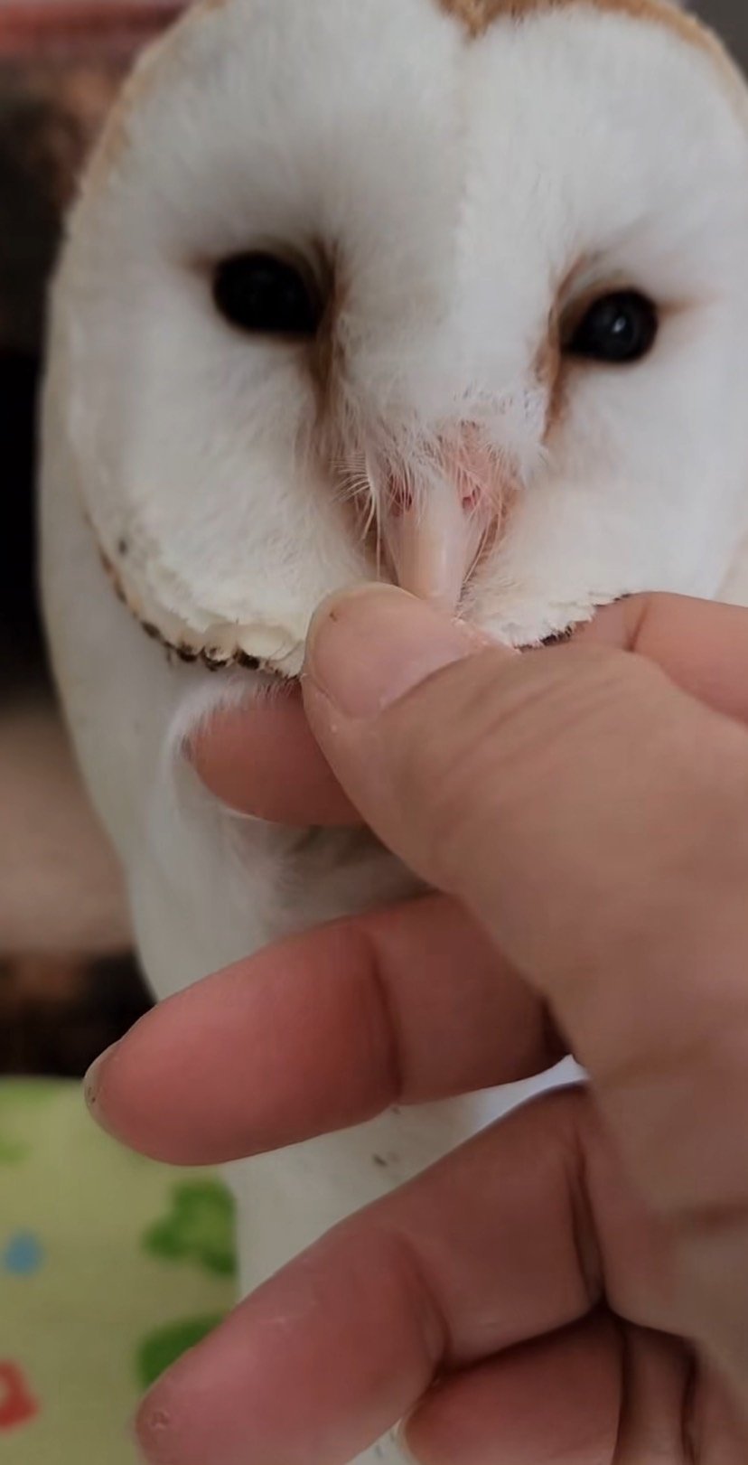 出所：@miki4wan108