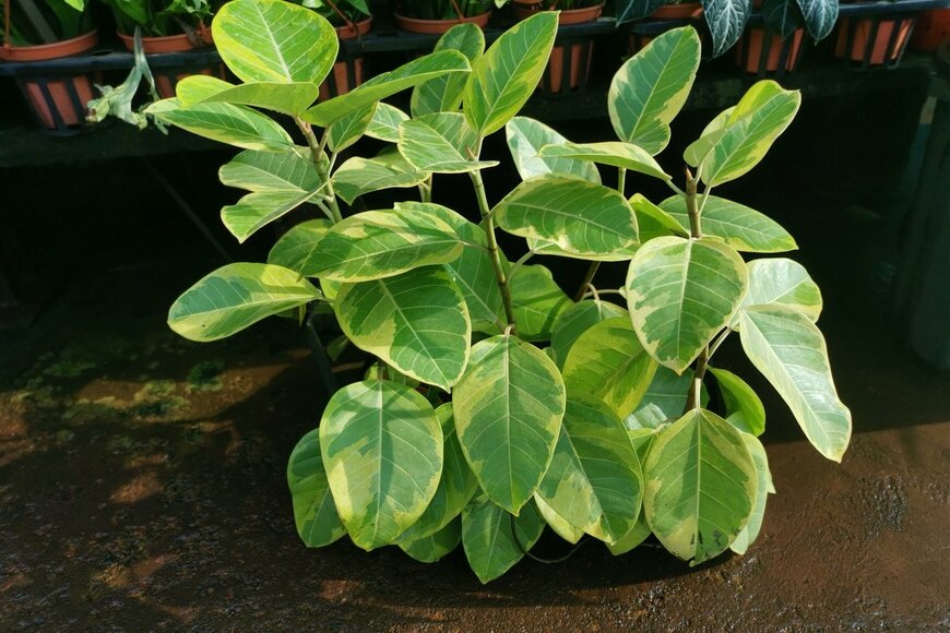 Young Swee Ming/shutterstock.com