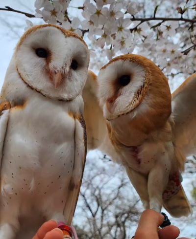 出所：@miki4wan108