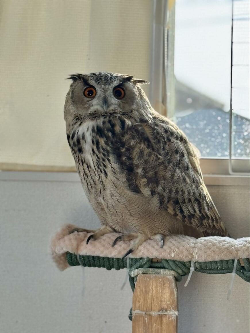 出所：@sibiricuslemon