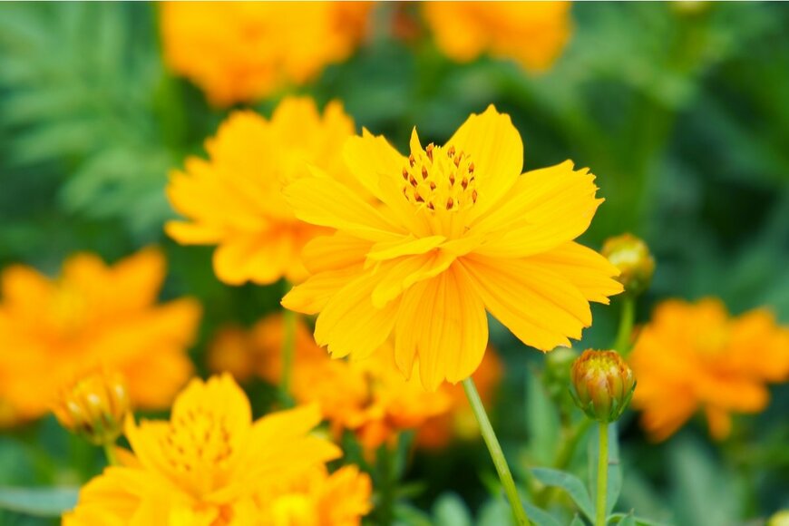 sakhorn/shutterstock.com