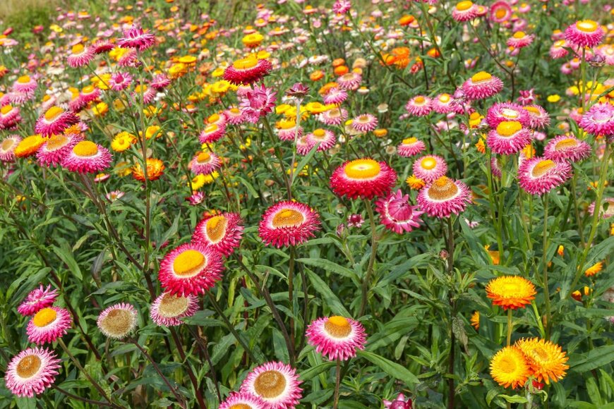 Phuketian.S/shutterstock.com