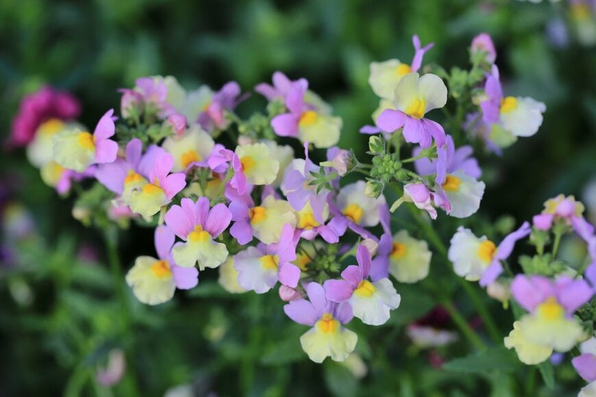淡いピンクと黄色のツートンカラーの花を咲かせている、宿根ネメシア