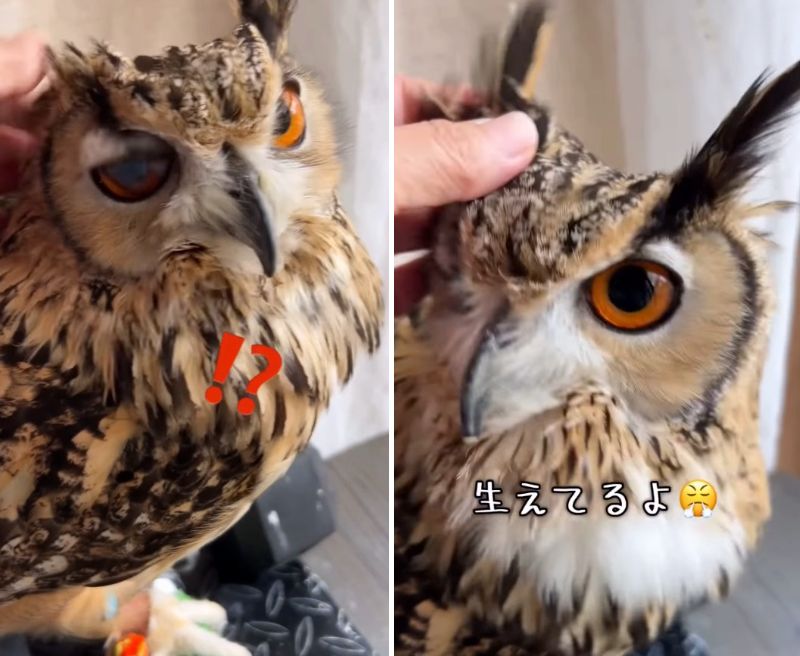 投稿動画のワンシーン