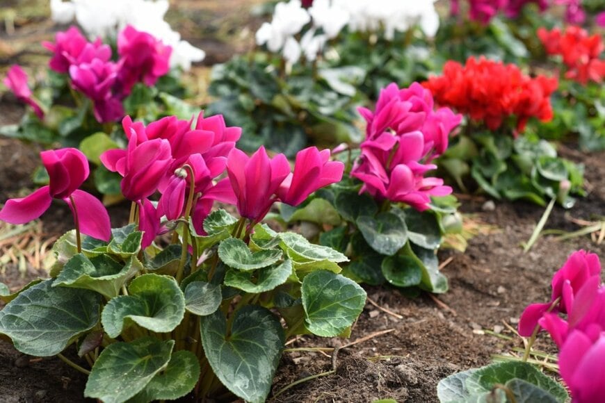 濃いピンク色の花を咲かせている、ガーデンシクラメン