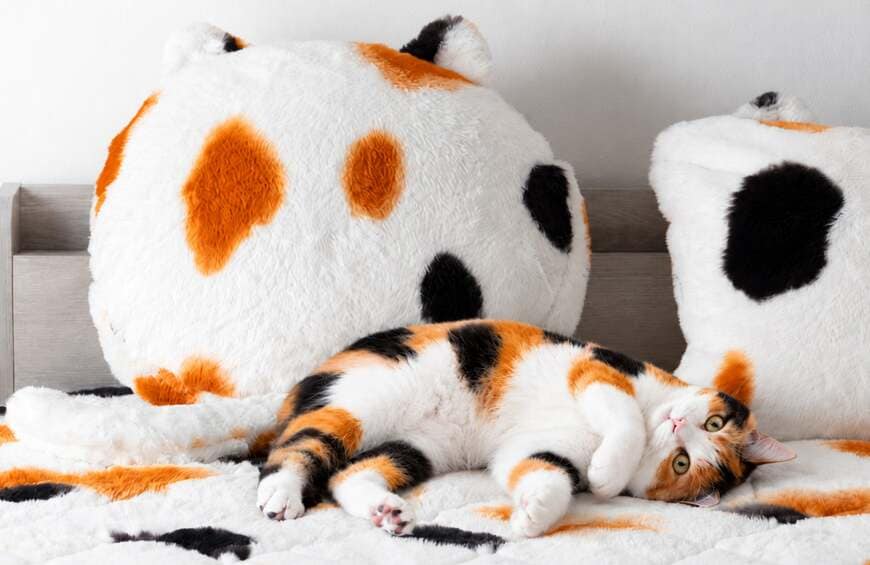 もはや、ねこ。 三毛猫 これまでのカラーと並び