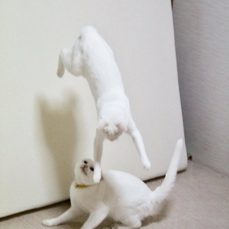 2匹の猫