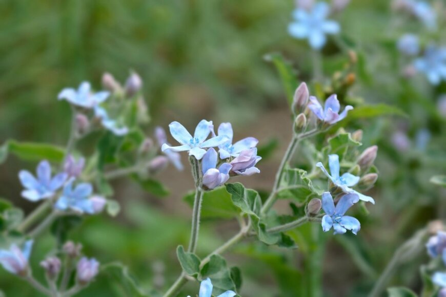 青い小花を咲かせているオキシペタラム