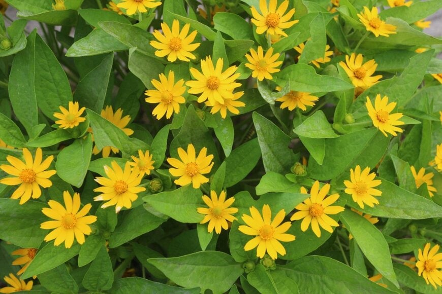 黄色いメランポジウムの花々