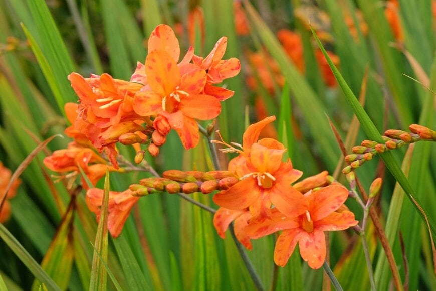 オレンジのクロコスミアの花のアップ画像