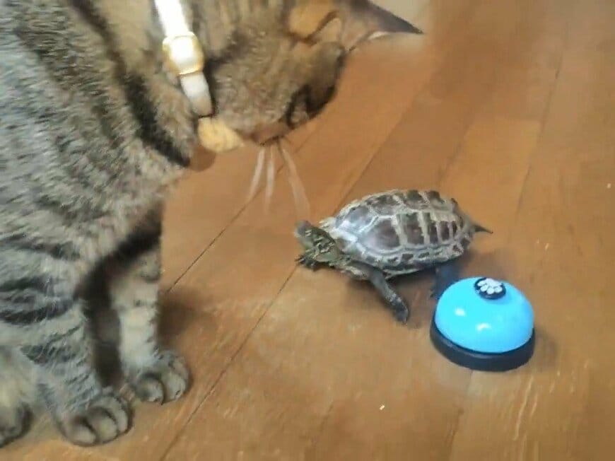 軍曹くんを見つめる小雪ちゃん