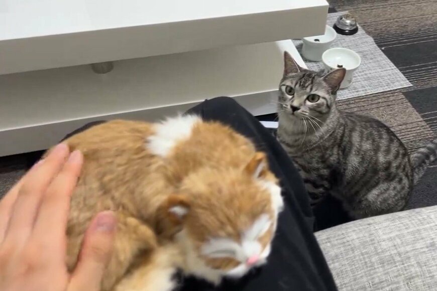 ぬいぐるみと猫