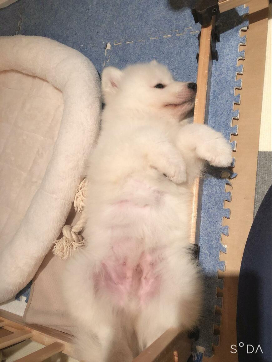 サモエド子犬