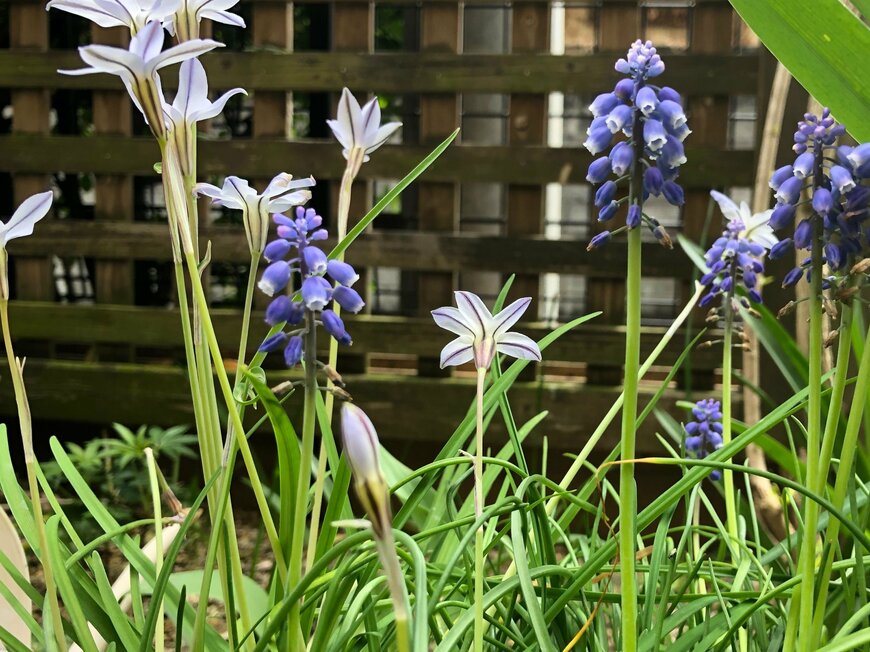 青紫色のムスカリと淡い青色のハナニラの花