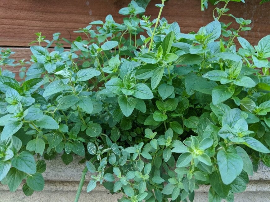 プランターで育つオレガノの写真