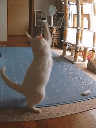 お留守番カメラに映った猫