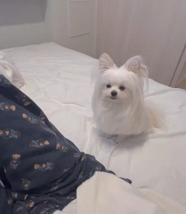 がっかり顔のポメプー