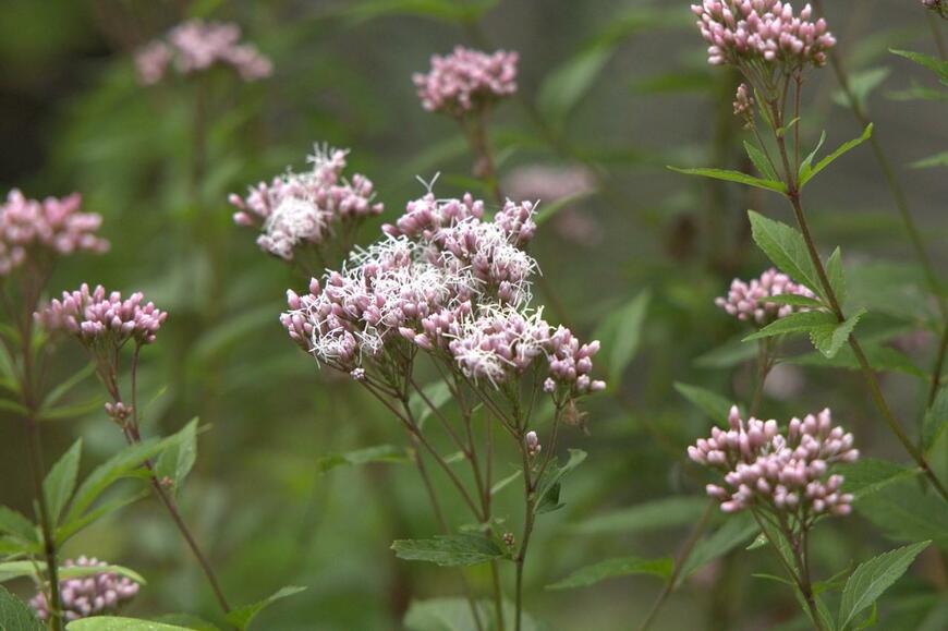 ピンクのつぼみと小さな白い花が美しいフジバカマ