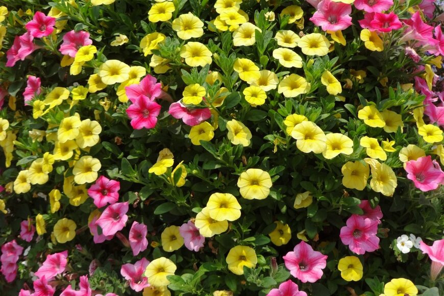 カリブラコアの黄色とピンクの花が咲いている