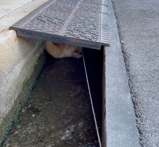 用水路の中にいる犬