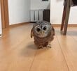 【前かがみのフクロウさん】ジッと見つめる先には……テクテクと歩いて近寄ってくる姿が可愛すぎると話題