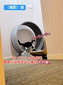 「物覚えが良く賢い元保護猫」が遊ぶところを見たい→予想外の行動に「パパさんのお願いは聞いてくれる」