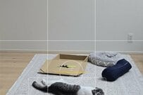 「のびーん」とした状態でリラックス中の猫を撮影すると…スマホカメラの予期せぬ反応に驚愕！