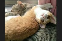 「お兄ちゃん大好き」愛溢れる家族に迎えられた美しい保護猫さん