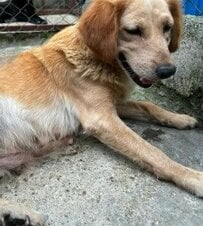 寺院の近くに捨てられていた犬を保護 腫瘍が判明するも治療を乗り越え「新たな幸せ」を目指すまで回復