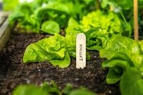 【家庭菜園】初心者もプランターで育てやすい！10月に種まきできるオススメ野菜5選