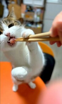 【マグロ大好き猫さん】大好物に飛びつく姿が可愛い！美味しそうに食べる姿に癒される