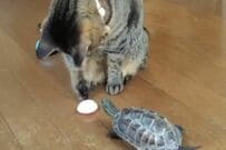 【仲良しな猫と亀】小さなお皿に「盛り付けられたおやつ」が取れない→お皿をおもちゃにして一緒に遊ぶ姿にホッコリ