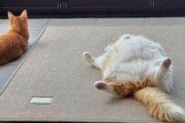 保護猫たちのダラけ具合がかわいいと話題！