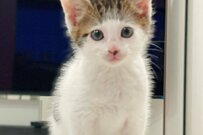 聞かずにはいられない…！？元保護猫さんの写真に共感の声が殺到