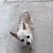 ノミだらけで発見された高齢犬の里親探し。新しい飼い主に甘える姿に「最高の人生を送って！」の声