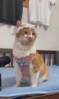 【お嬢様風】お散歩猫ちゃん、画角を変えたら大反響？！「ファンサありがとう」の声多数
