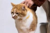 【雪の妖精さん】元保護猫が「もふもふお洋服」にお着替え　冬らしい姿がかわいすぎる…