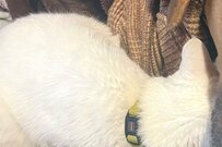 ナデナデされる土佐犬を見た猫「ついでに俺も」可愛い2匹が話題