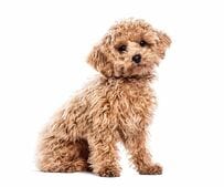 「ソファで寝る愛犬」をふと見ると…　笑ってしまう寝相に「寝ながら直立不動」「人形みたい」