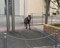 名古屋大学に現れた「大きな生物」に驚いてしまう…　予想外の展開に注目集まる