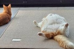 保護猫たちのダラけ具合がかわいいと話題！