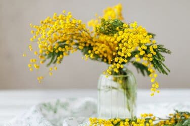 狭い庭で《憧れのミモザ》を育てたい！ミモザの定番4種＆鉢植えで 