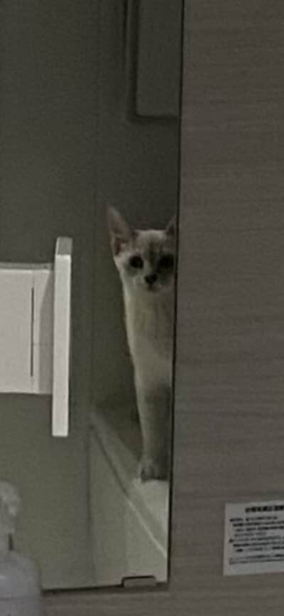 鏡を最大限に活用するラムネちゃん