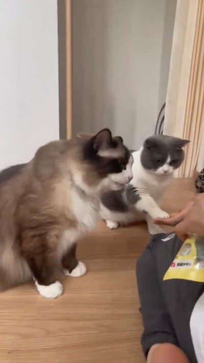顔を近づけ合うコテツくんとまるくん
