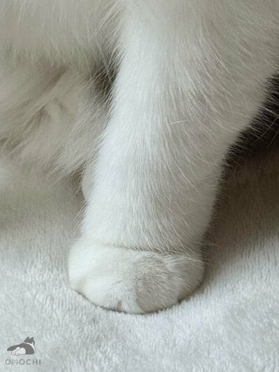 おもちちゃんのまんまるなお手々