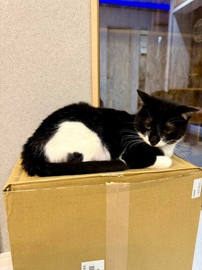 名前どおりの「おにぎり」姿を見せる保護猫