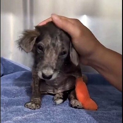 処置を受け穏やかな表情を見せる子犬